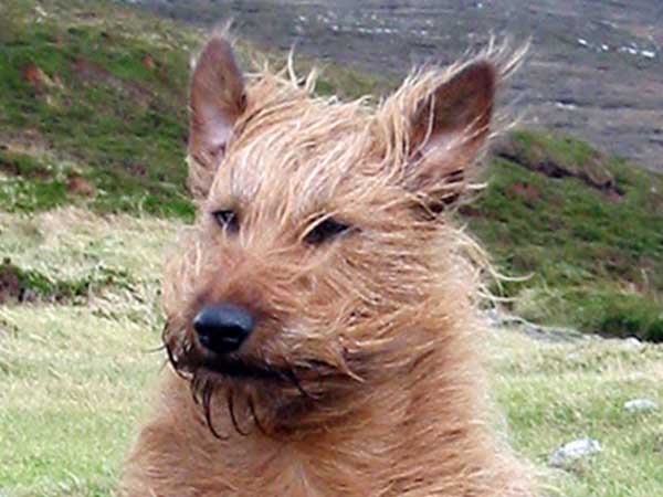 The real Rusty